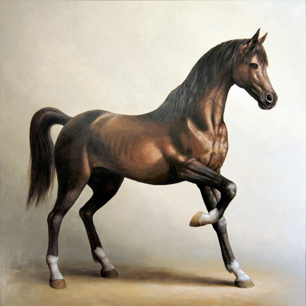 Bay Arabian - Arabo Baio