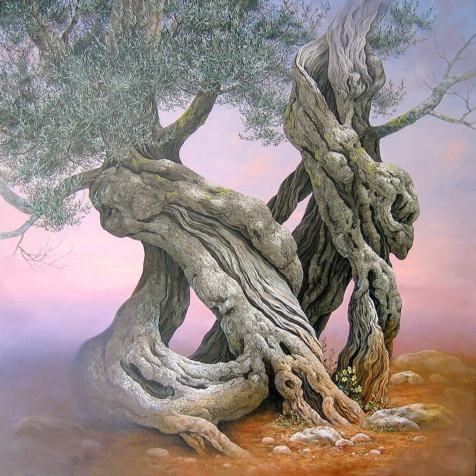 Olive Tree - Ulivo