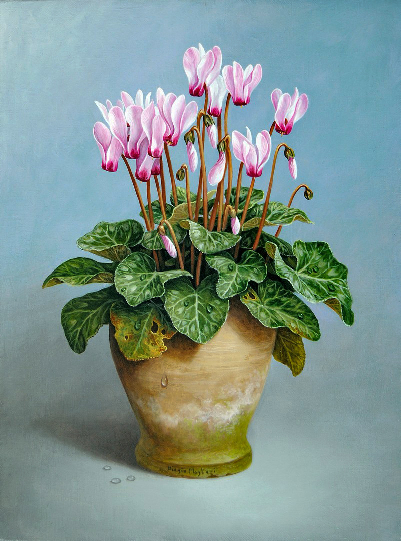 Cyclamens -Ciclamini