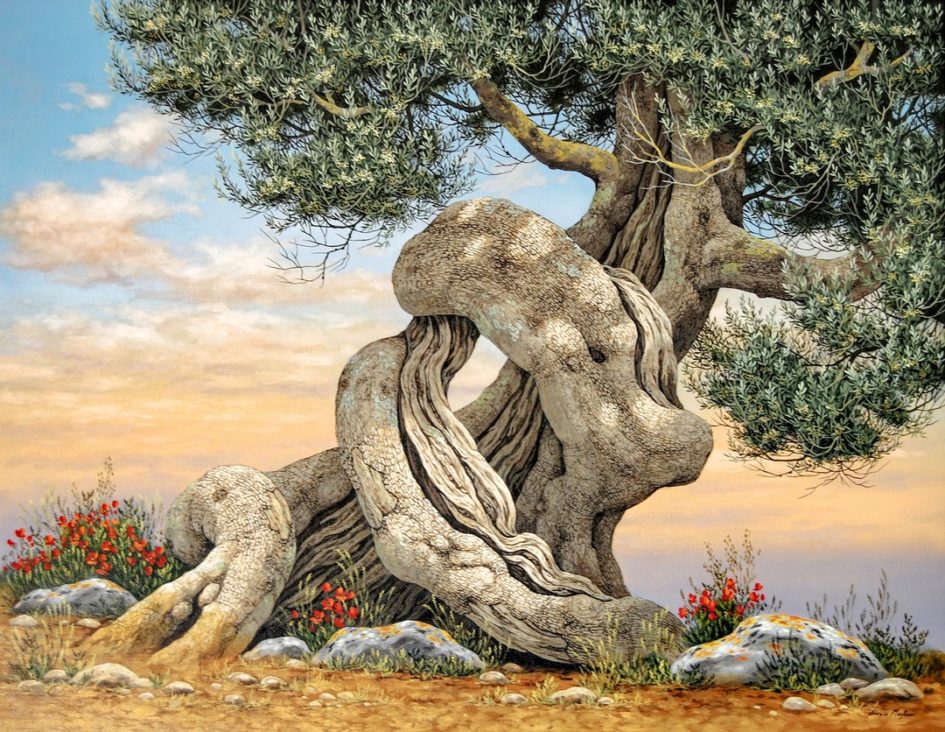 Olive Tree - Ulivo