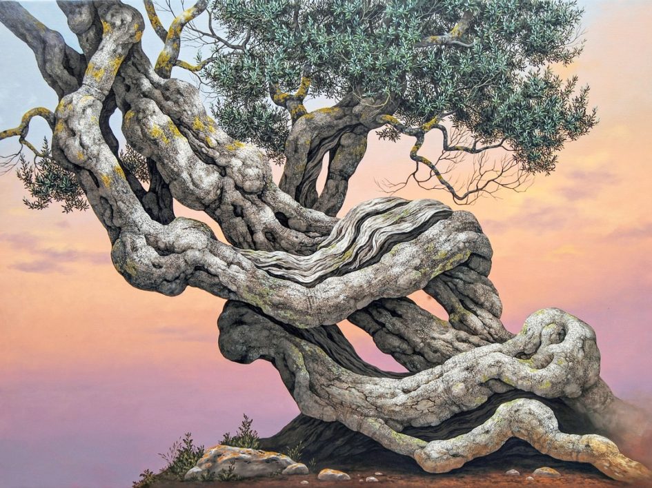 Olive Tree - Ulivo