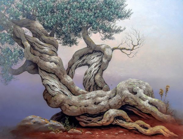 Olive Tree - Ulivo