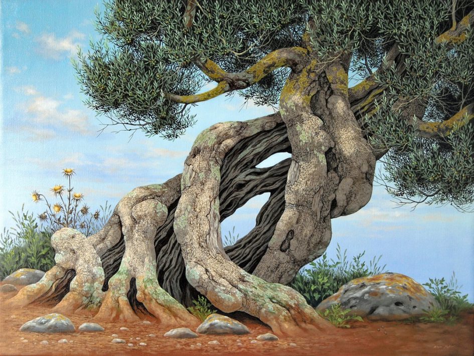 Olive Tree - Ulivo