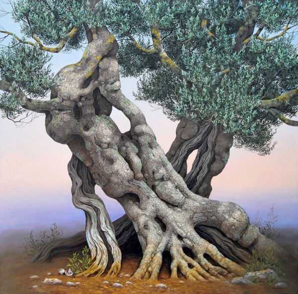 Olive Tree - Ulivo