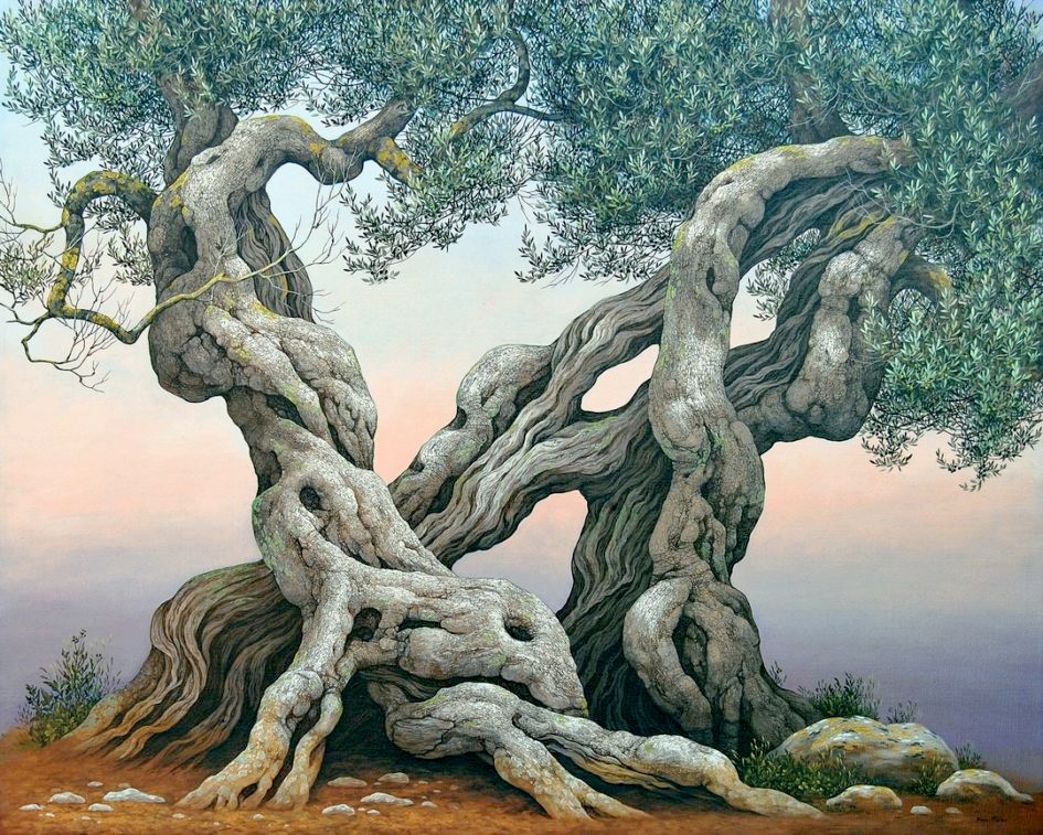 Olive Tree - Ulivo