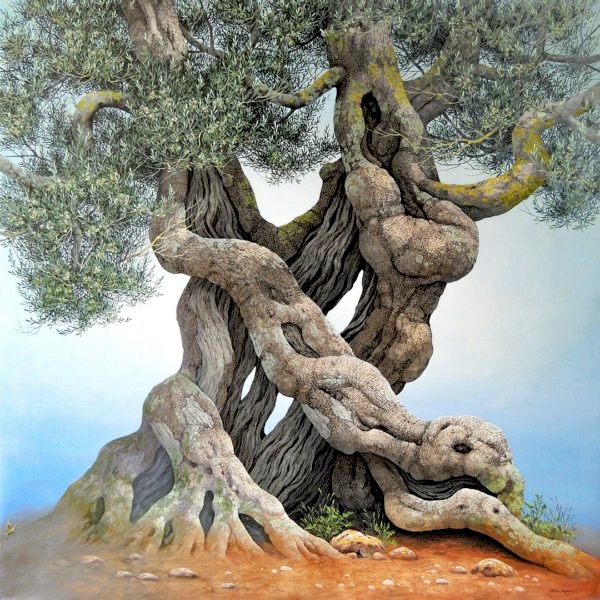 Olive Tree - Ulivo