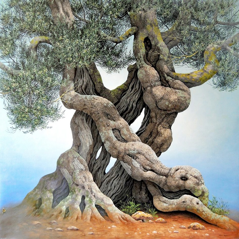 Olive Tree - Ulivo