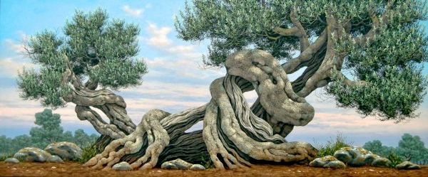 Olive Trees - Ulivi