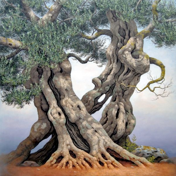 Olive Tree - Ulivo