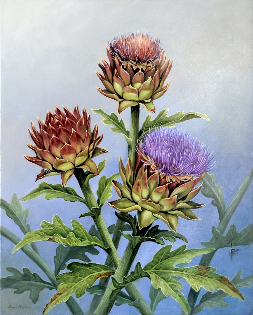 Artichoke flowers - Fiori di Carciofo