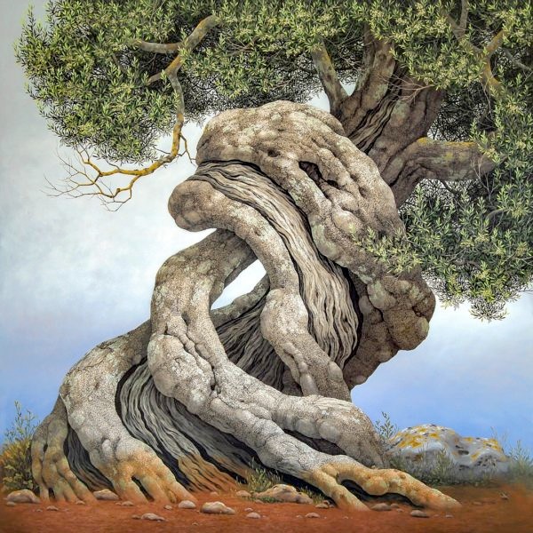 Olive Tree - Ulivo