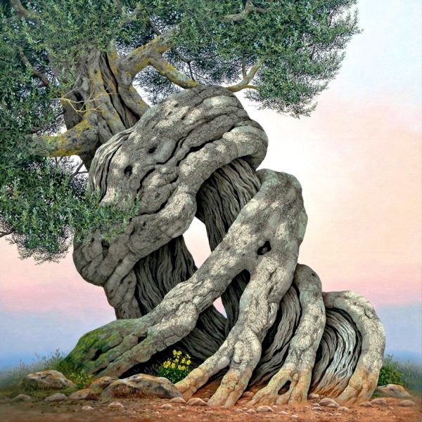 Olive Tree - Ulivo