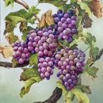 Grapes