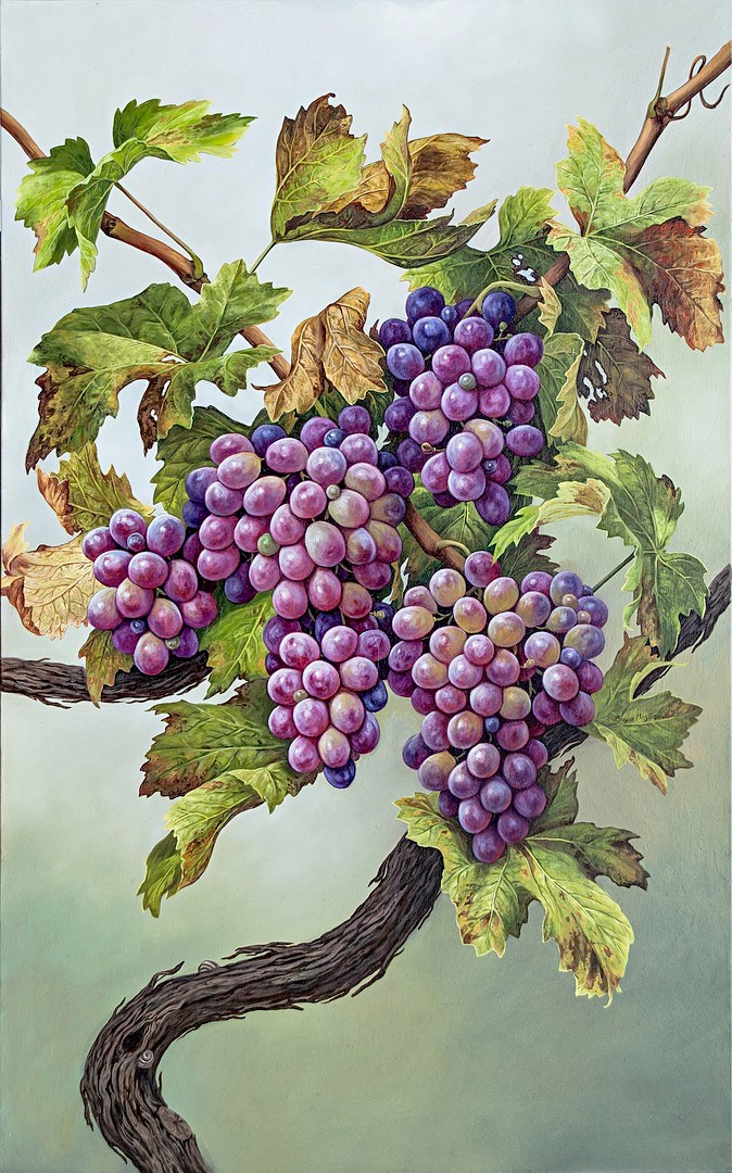 Grapes - Uva