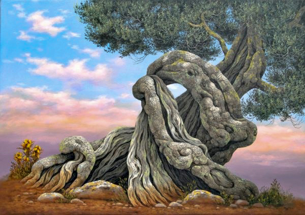 Olive Tree - Ulivo